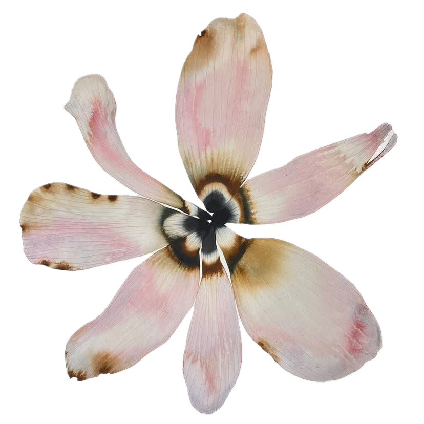 WellHaus wellness partnership providing ongoing therapy access for employees