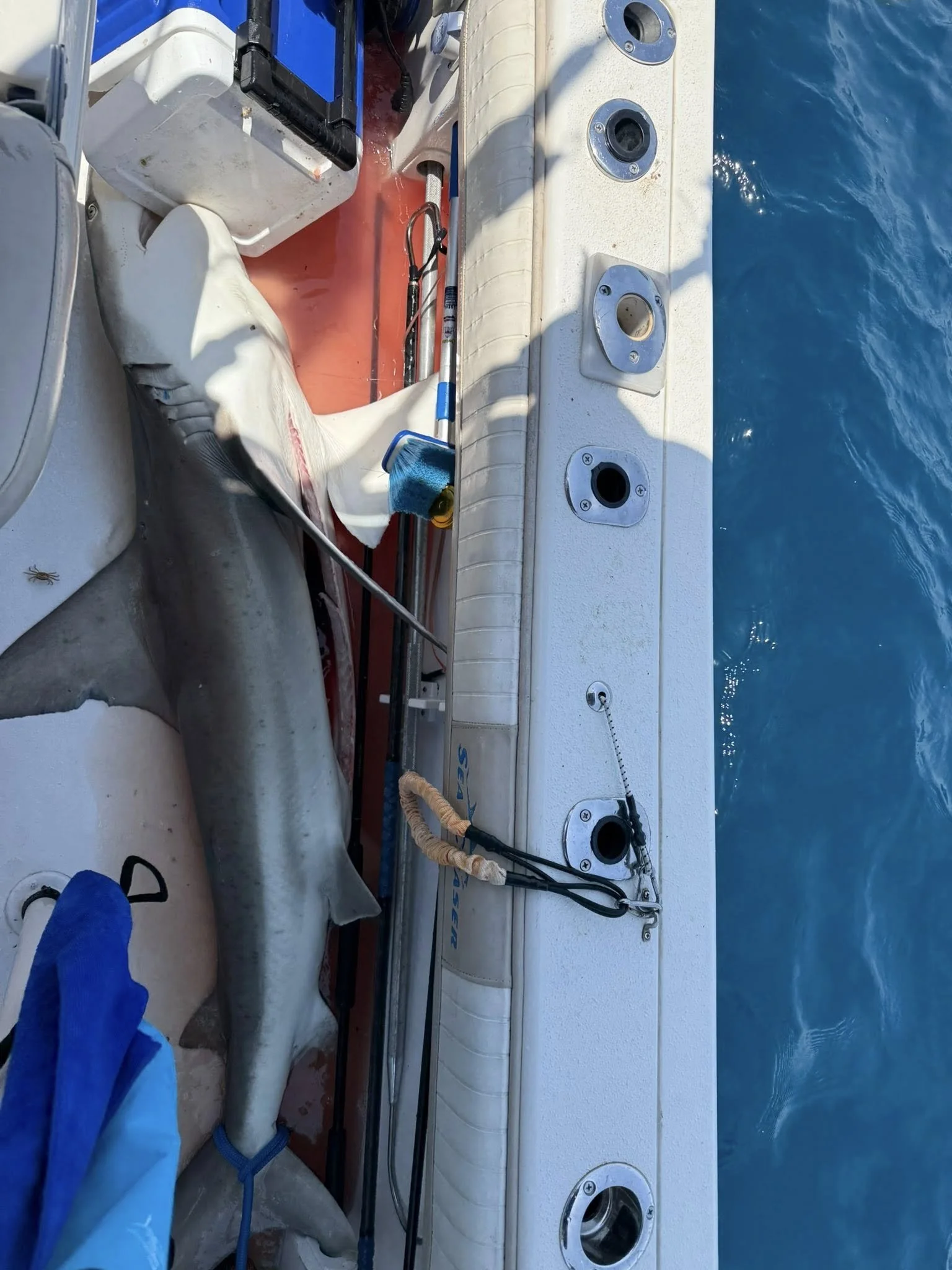 Bull Shark fishing aboard the charter boat Nauti Girl with Captain Scott Wigal