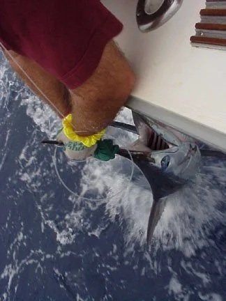 Releasing a blue marlin in a fishing tournament 