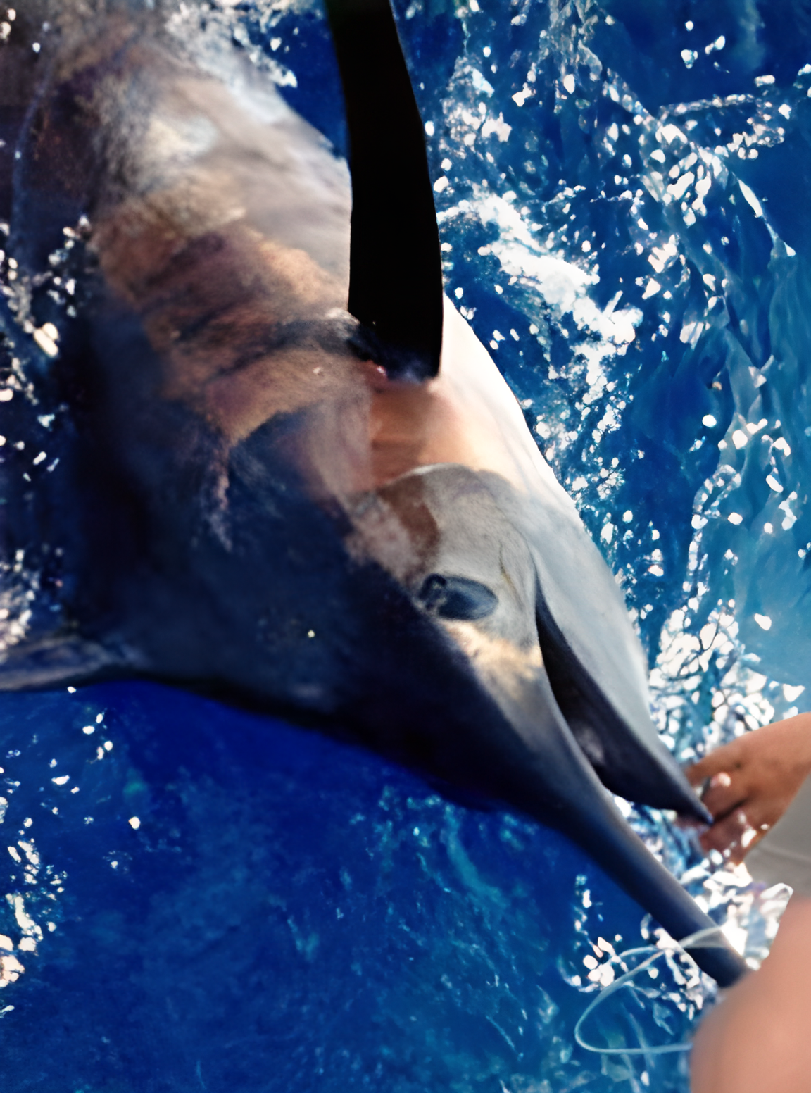 12 Hour "Gulf Streaming"  Trolling Charter