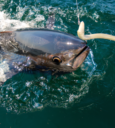 sebastian yellowfin.jpeg.png