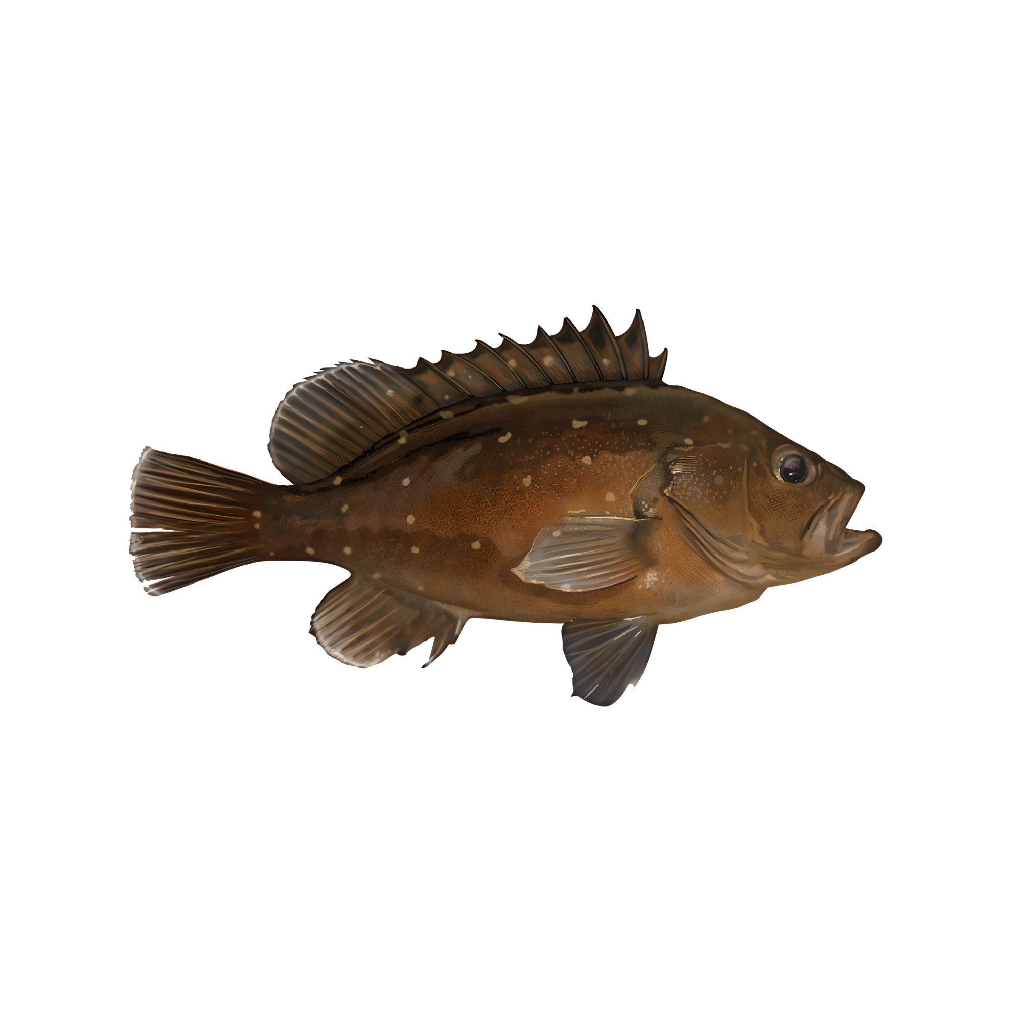 A brown fish with spiky dorsal fins and spots on its body.