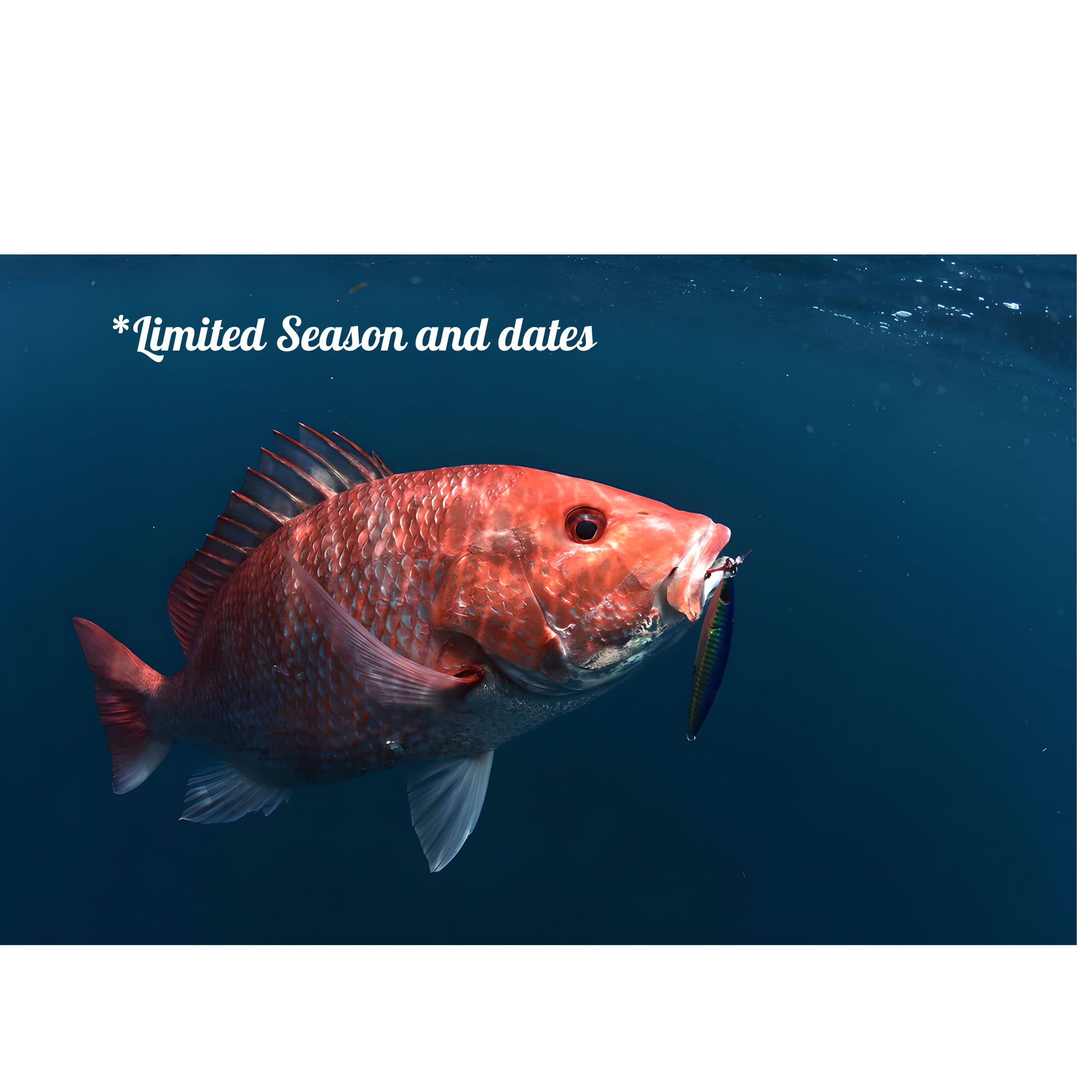 8 Hour Limited Florida Federal Water Red Snapper Meat Haul  1-3 people