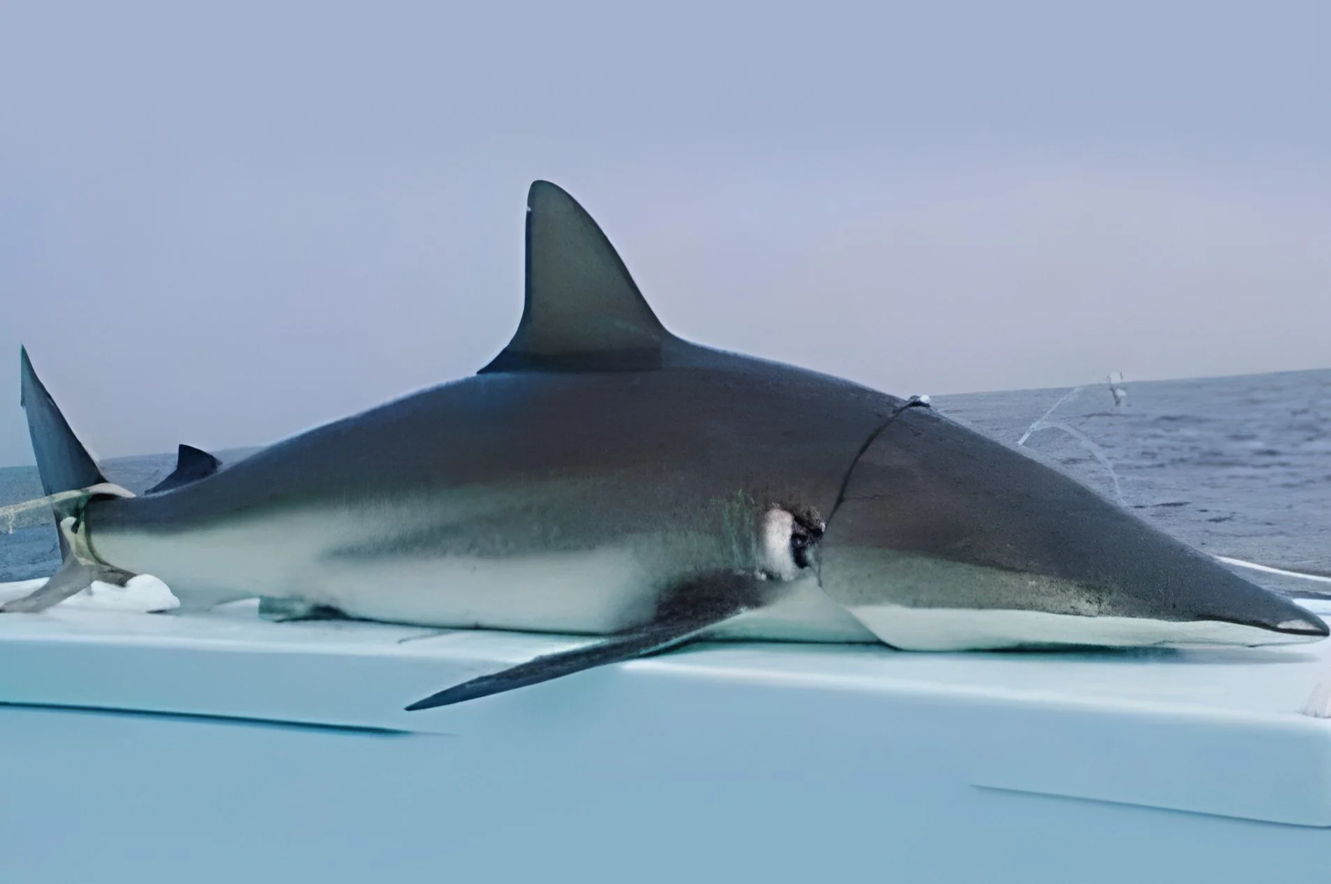 Spinner shark-sebastian inlet-charter fishing-boat rail.jpeg.jpeg