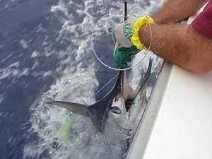 Releasing 180 lb blue marlin
