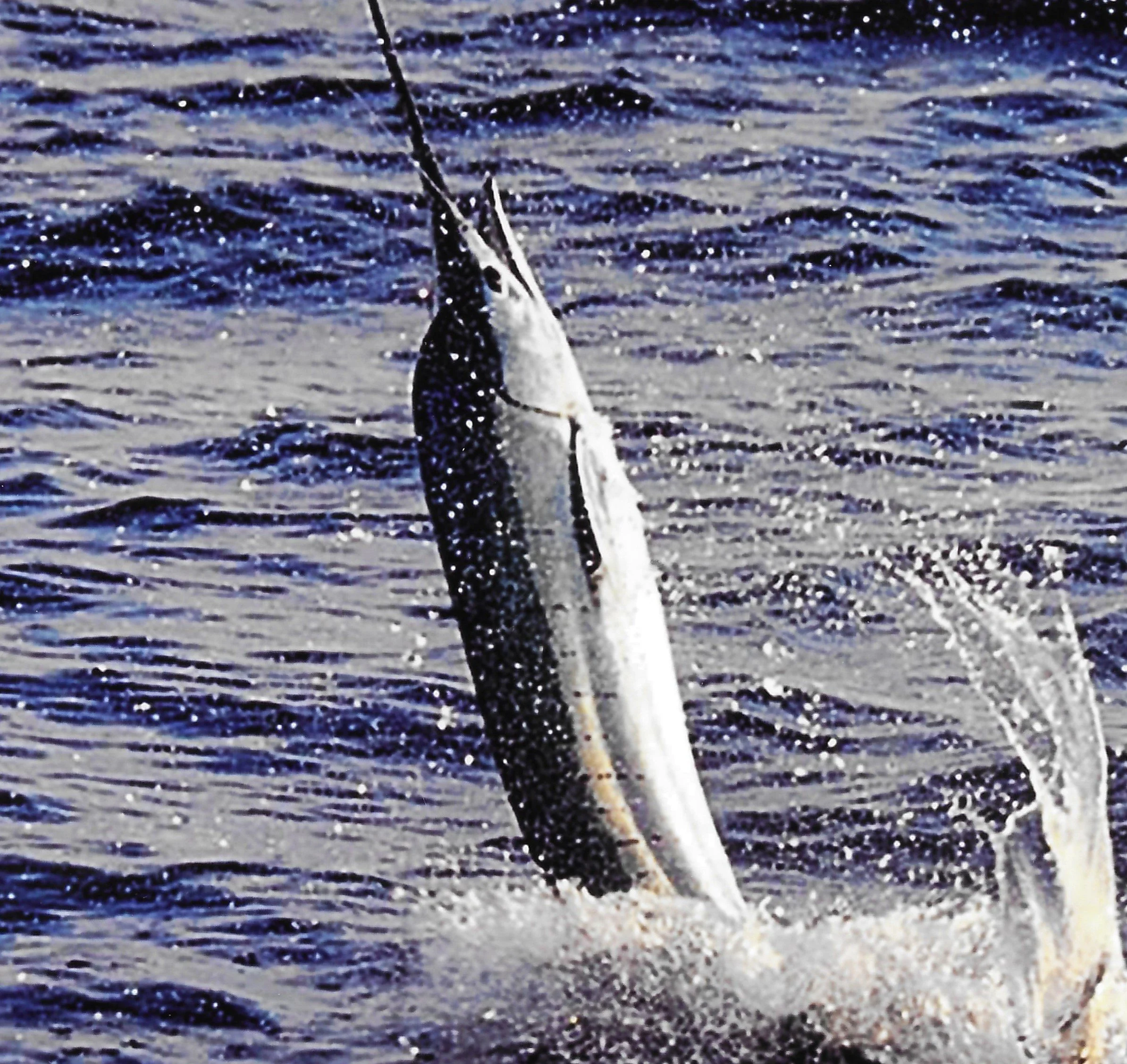 Jumping Sailfish.jpg