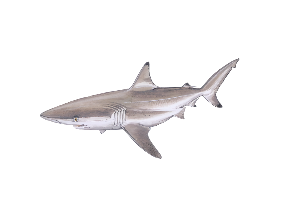 A realistic shark model mounted on a wall or display.