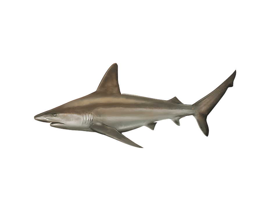 Realistic model of a shark with gray body, dorsal fin, pectoral fins, and tail fin.