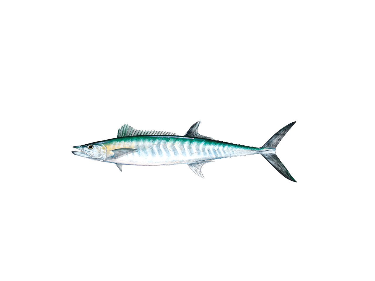 A detailed illustration of a tuna fish showing its internal anatomy with labels for various organs and systems.