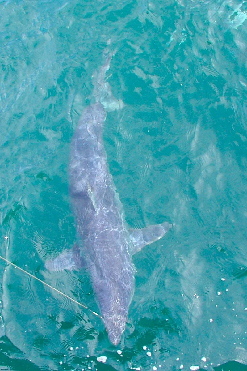 Sebastian inlet-mako shark-deep sea charter.jpeg.jpg