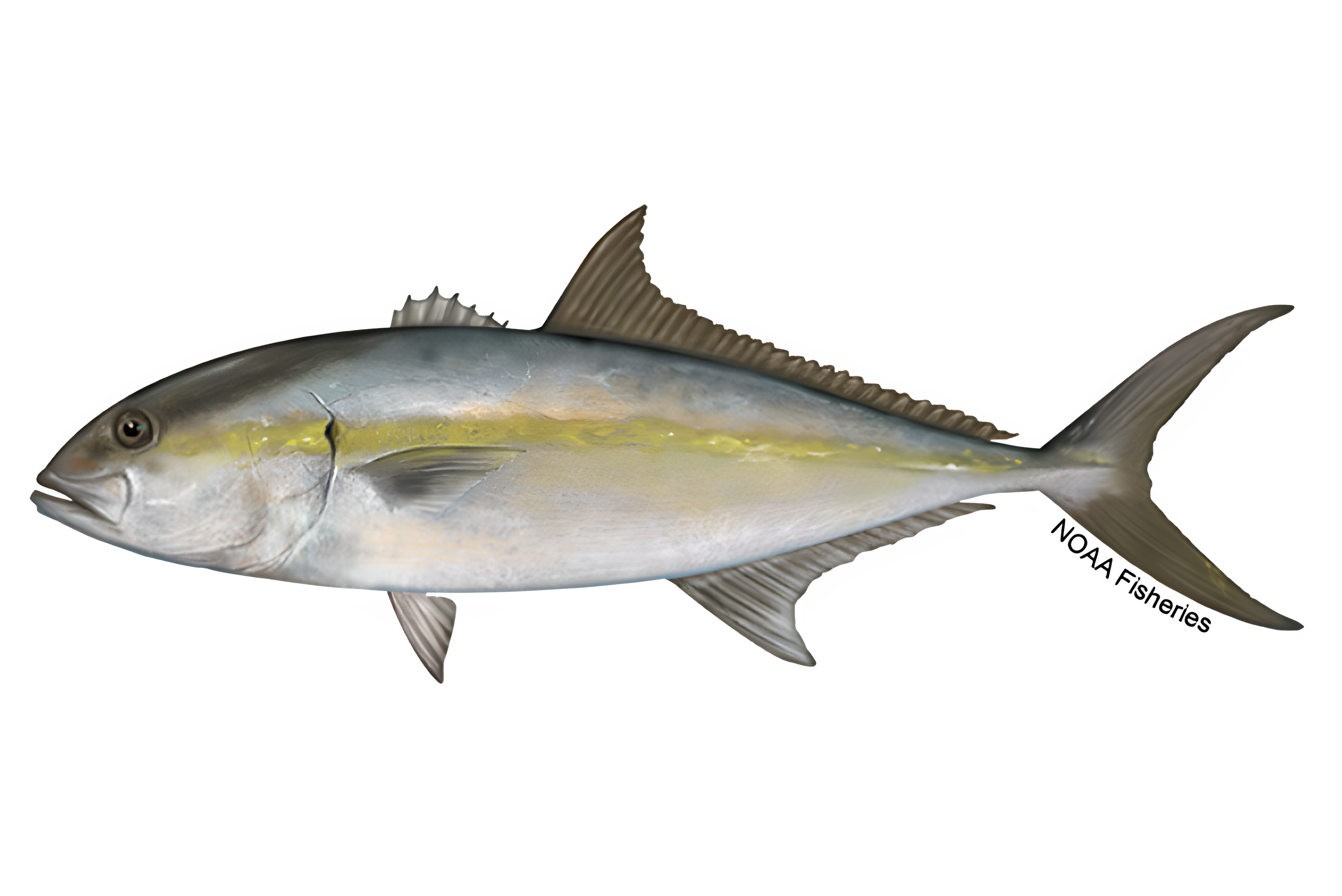 A fish with a streamlined body, silver and yellow coloring, and a forked tail.
