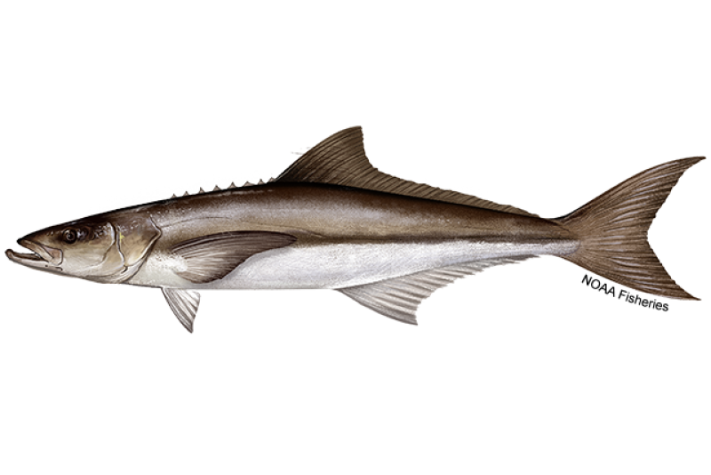 Horizontal image of a deep water fish with a dark top and a lighter underside, with fins and tail visible.