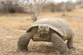 Ugly Tortoise 