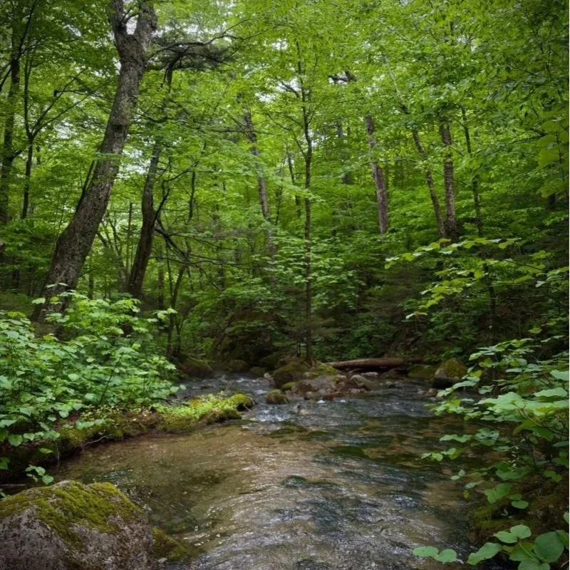 Flora of the Old Growth Bowl Research Area