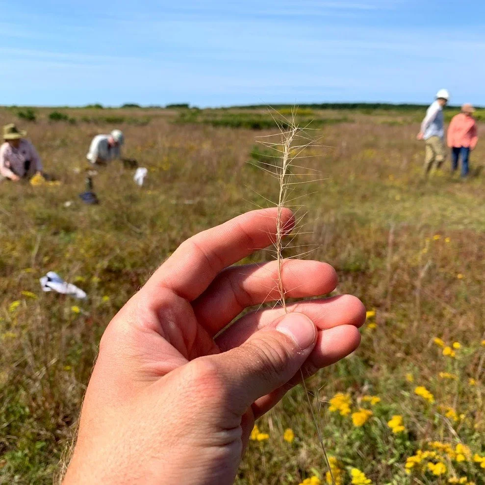 Publication on Imperiled Sandplain Grassland