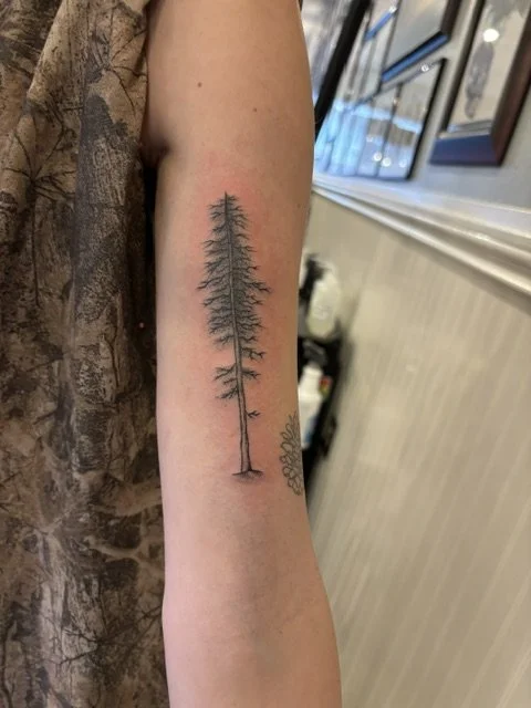 Pine tree.jpeg