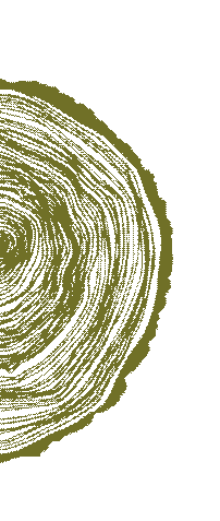 Close-up of a tree trunk showing growth rings