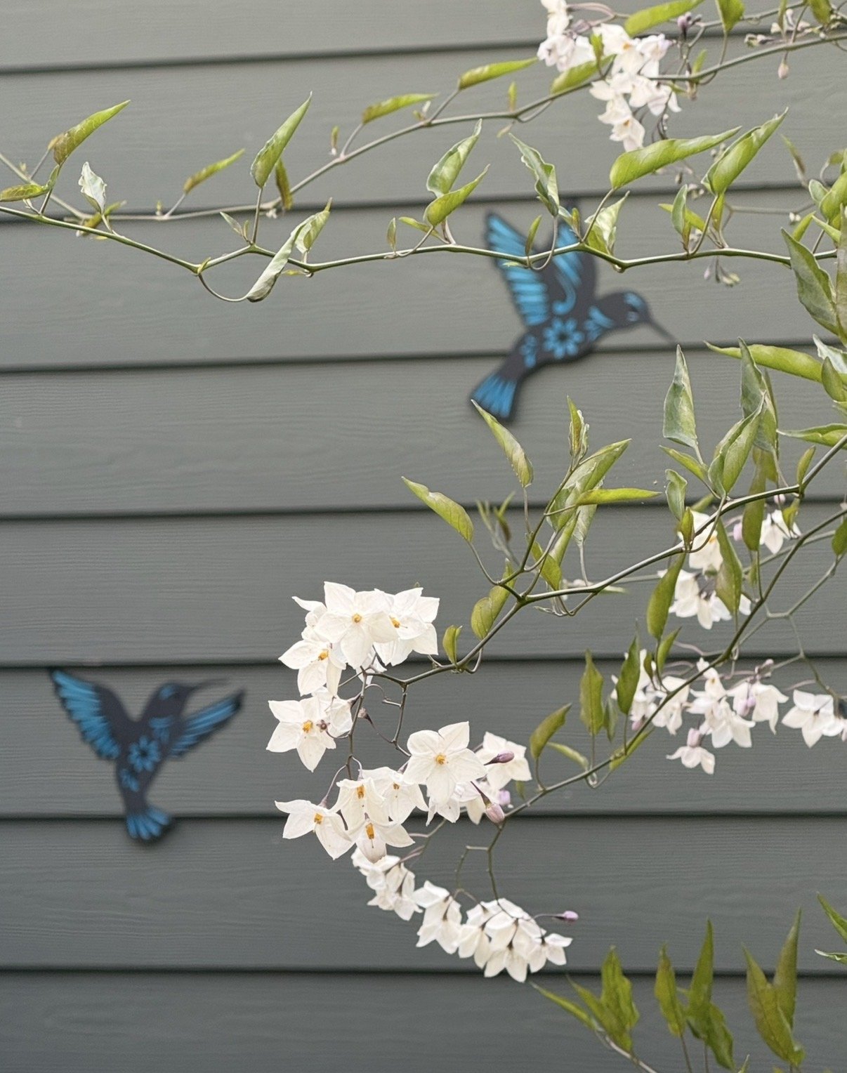 Hummingbird helpers...and jasmine!