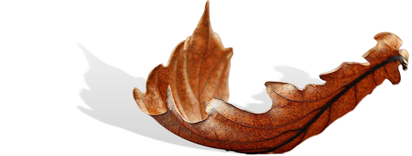 A brown fallen leaf resting on a white surface with a shadow cast behind it.