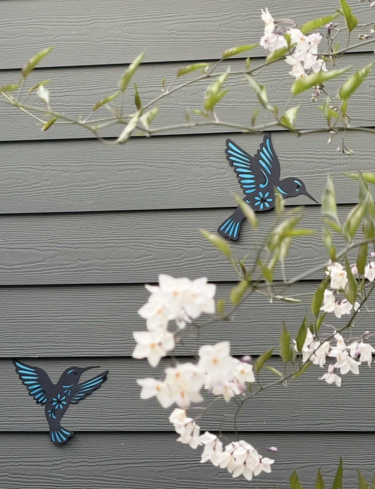 hummingbird and jasmine.jpeg