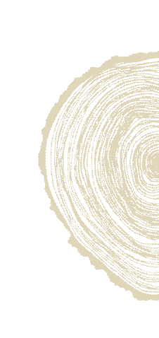 Close-up of a tree trunk showing concentric growth rings.
