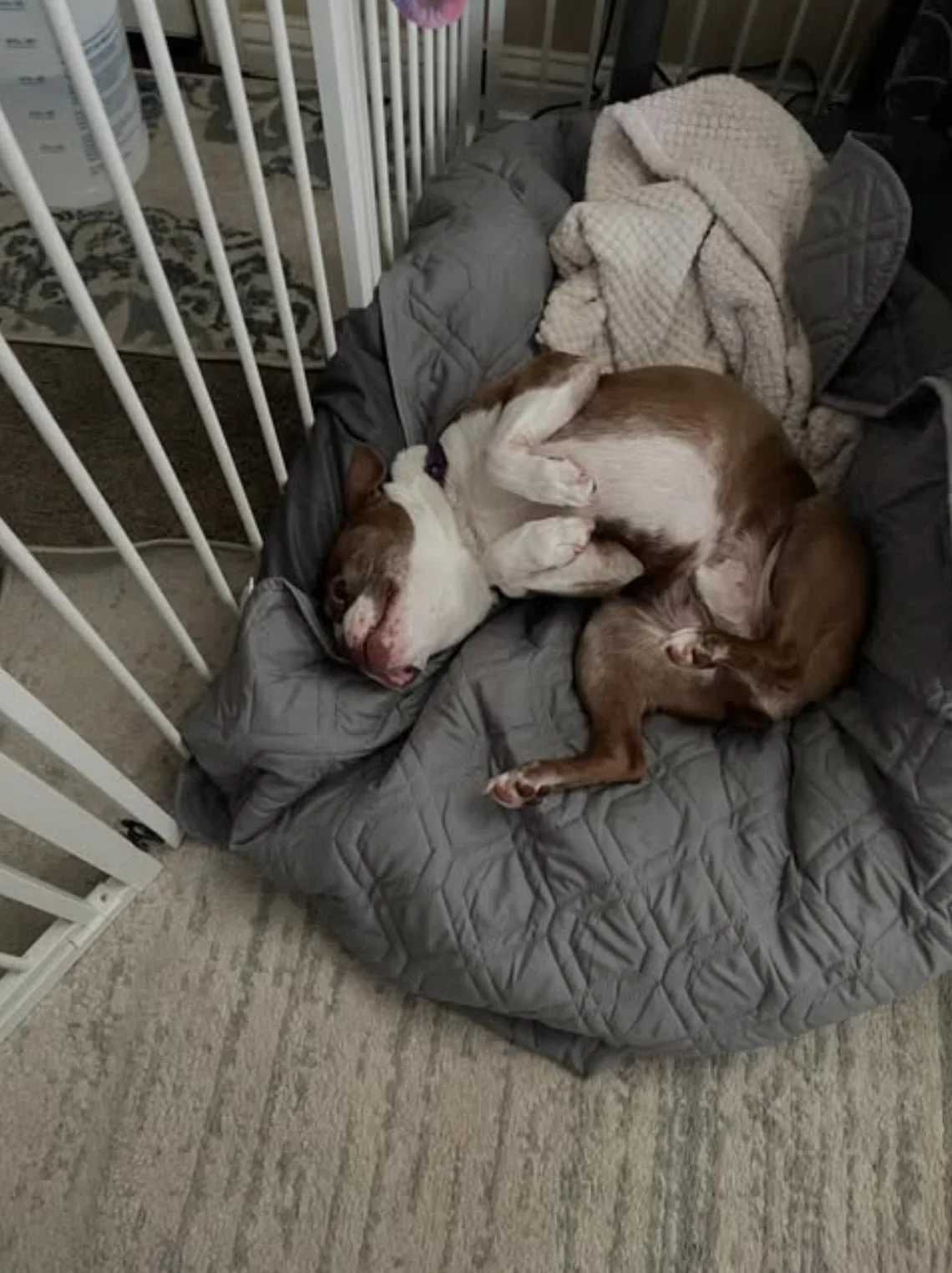 Brown and white dog curled up and sleeping on a gray quilted blanket during a boarding stay with Walking Paws with Ryan in San Mateo.