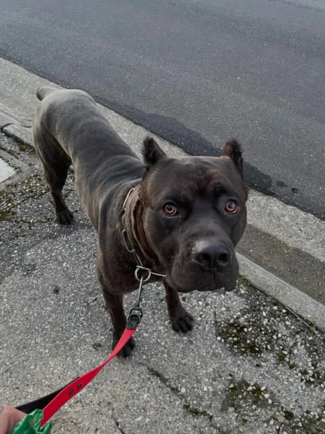 Gray and black dog on a leash standing on a sidewalk during a dog walking session with Ryan De Luca in San Mateo.