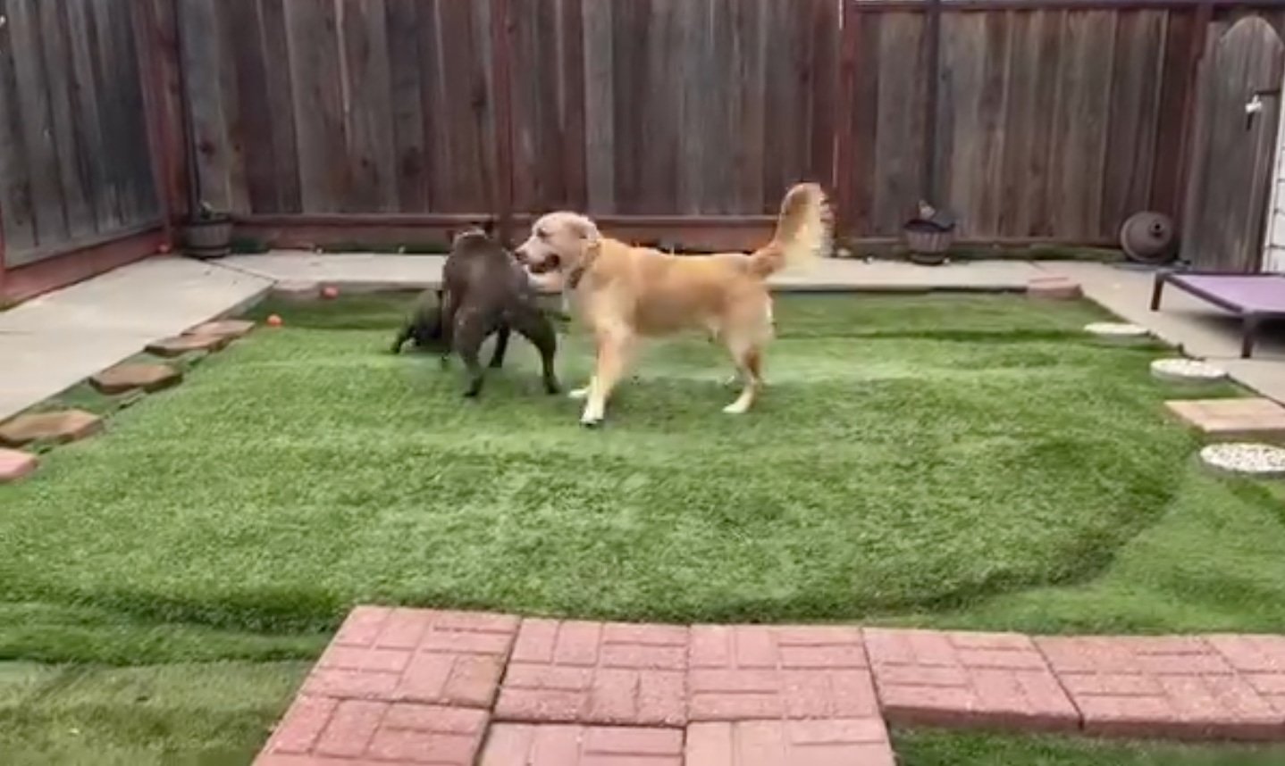 Two dogs playing in a fenced backyard with artificial grass and brick border during a boarding stay with Walking Paws with Ryan in San Mateo.