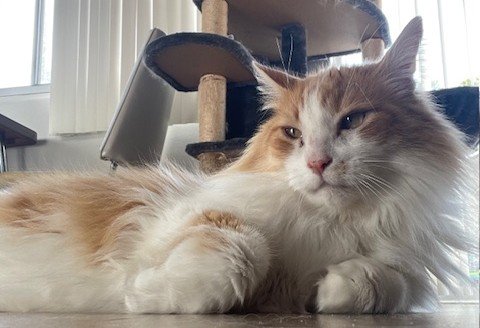 Fluffy orange and white cat resting under furniture in a sunlit room during a pet care session with Walking Paws with Ryan in San Mateo.