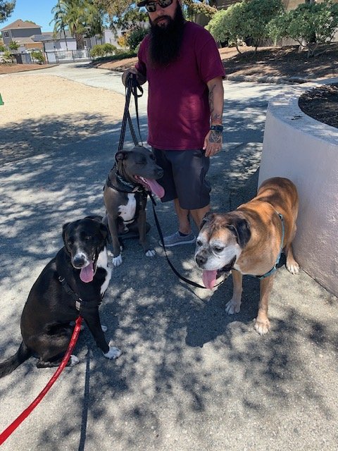 Ryan De Luca, professional dog walker in San Mateo, wearing sunglasses and a purple t-shirt, walking three dogs on leashes outdoors near trees and a concrete path.