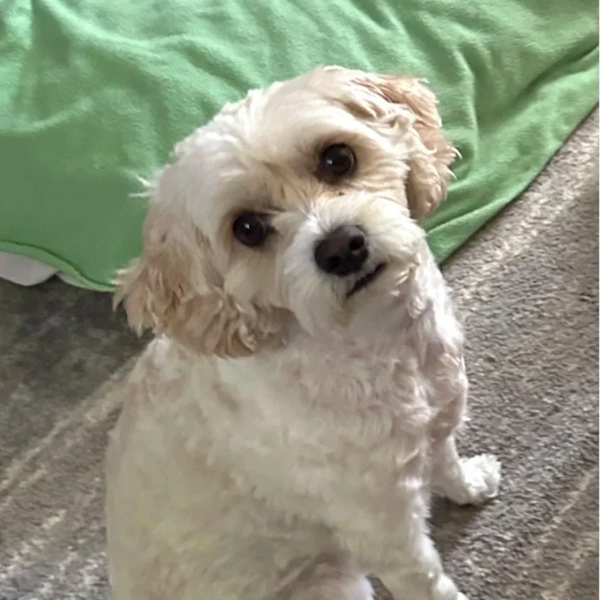 Curious white curly-haired puppy sitting on carpet in front of a green backdrop during a boarding stay with Walking Paws with Ryan in San Mateo.