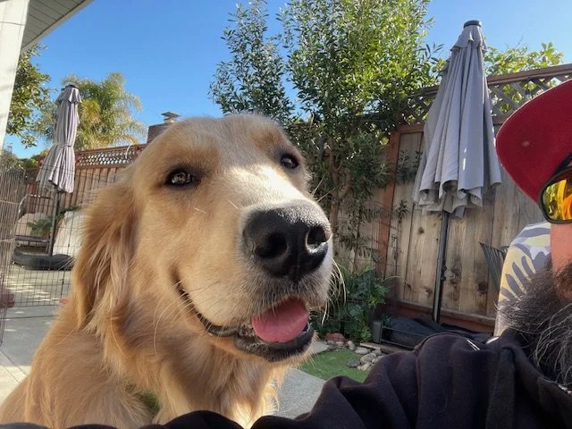 Happy golden retriever enjoying a backyard during a boarding stay with Walking Paws with Ryan in San Mateo, with trees, wooden fence, and patio furniture in the background.