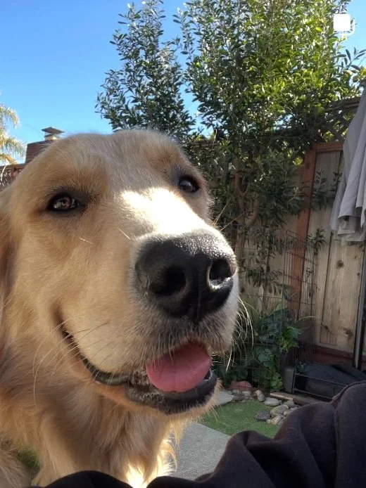 Happy golden retriever enjoying a backyard during a boarding stay with Walking Paws with Ryan in San Mateo, with trees, wooden fence, and patio furniture in the background.
