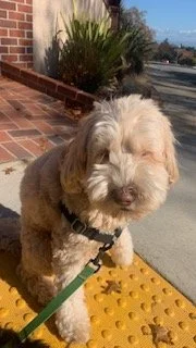 Light-colored fluffy dog with curly fur sitting outdoors by a brick wall and yellow tactile paving during a dog walking session with Ryan De Luca in San Mateo.