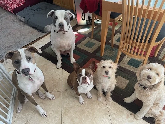 Six dogs sitting together indoors during a boarding stay with Walking Paws with Ryan in San Mateo, on a tiled floor near a dining area.