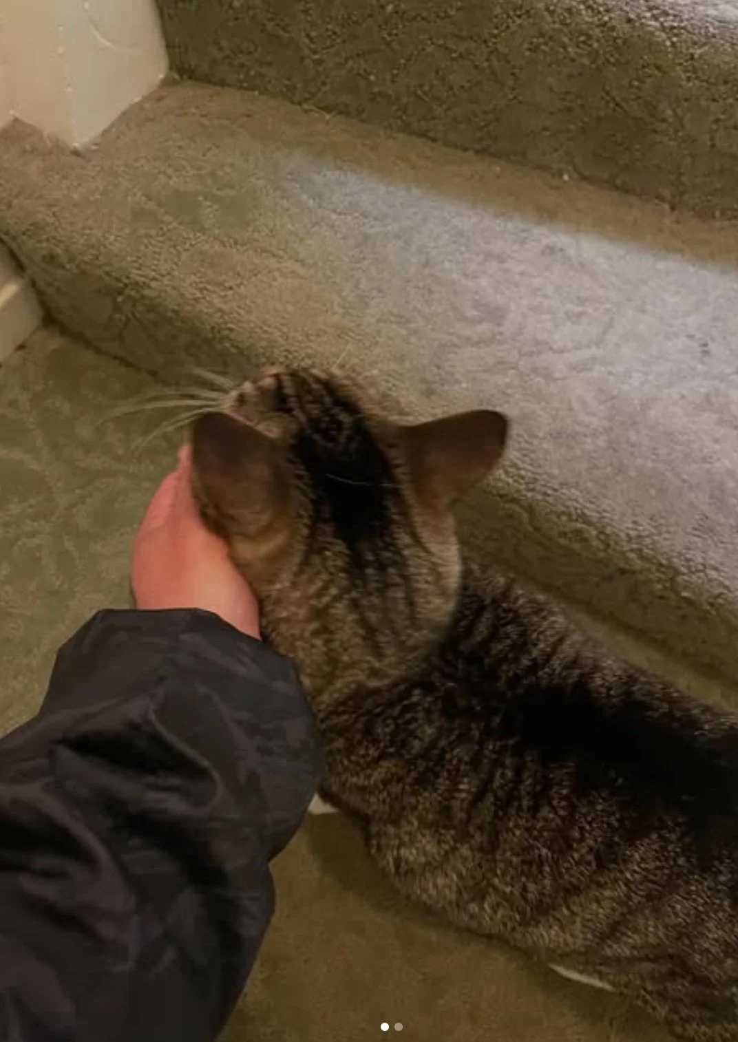 Ryan De Luca petting a tabby cat on the head near a carpeted staircase during a pet care session in San Mateo.