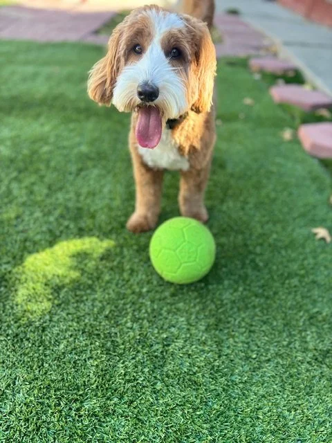 Light brown and white dog enjoying playtime on a green lawn with a tennis ball during a boarding stay with Walking Paws with Ryan in San Mateo.
