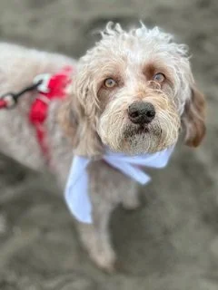 Fluffy dog wearing a red harness and white bow tie during a dog walking session with Ryan De Luca in San Mateo, outdoors on a dirt path.