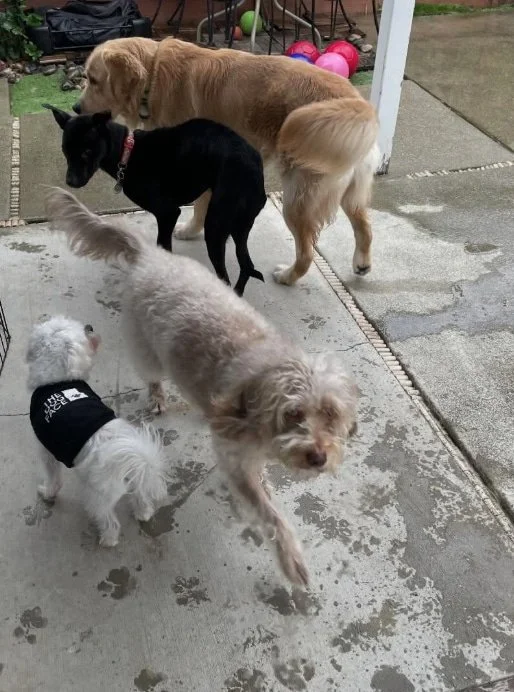 Five dogs of different breeds standing on a wet concrete surface during a dog walking session with Ryan De Luca in San Mateo, with toys and grass in the background.