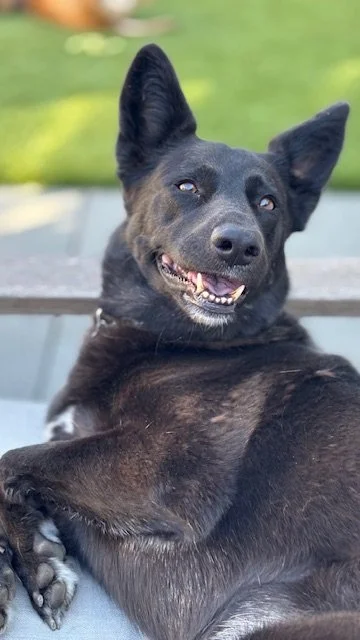 Black dog with pointy ears relaxing outdoors on a green lawn, smiling during a boarding stay with Walking Paws with Ryan in San Mateo.