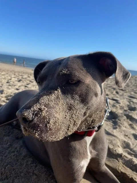 Black dog with sand on its nose enjoying outdoor playtime at the beach during a Walking Paws with Ryan pet care session in San Mateo.