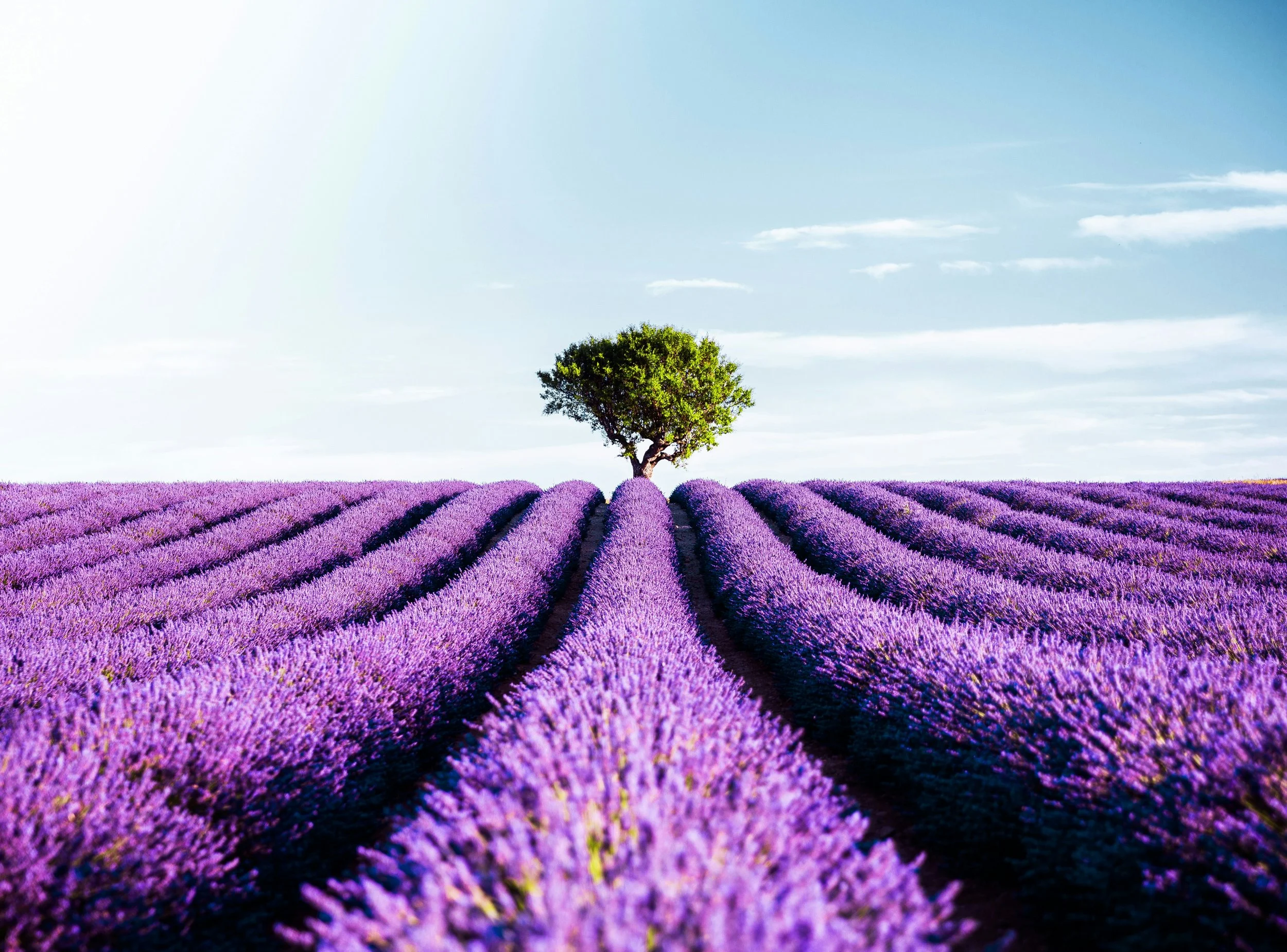 lavender fields blue sky