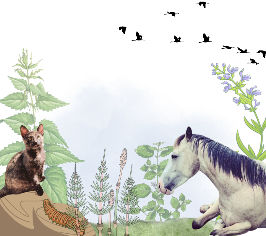 A collage with a flying bird formation in the sky, a white horse lying on grass, a black cat sitting on a tree branch, and various illustrated plants, including mint, lavender, and other herbs.