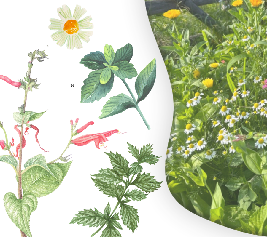 Illustration of various herbs and flowers alongside a photo of a garden with yellow and white daisies and greenery.