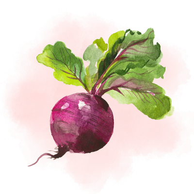 Watercolor illustration of a purple turnip with green leaves.