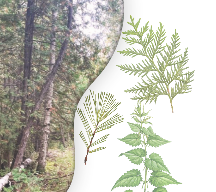 Illustration of various pine and cedar leaves against a white background.