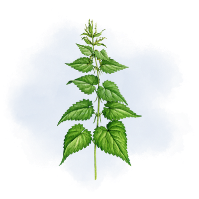 A green plant with serrated leaves in a watercolor style.