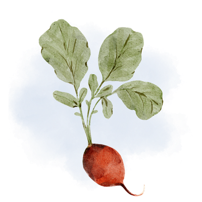 Watercolor illustration of a radish with green leaves.