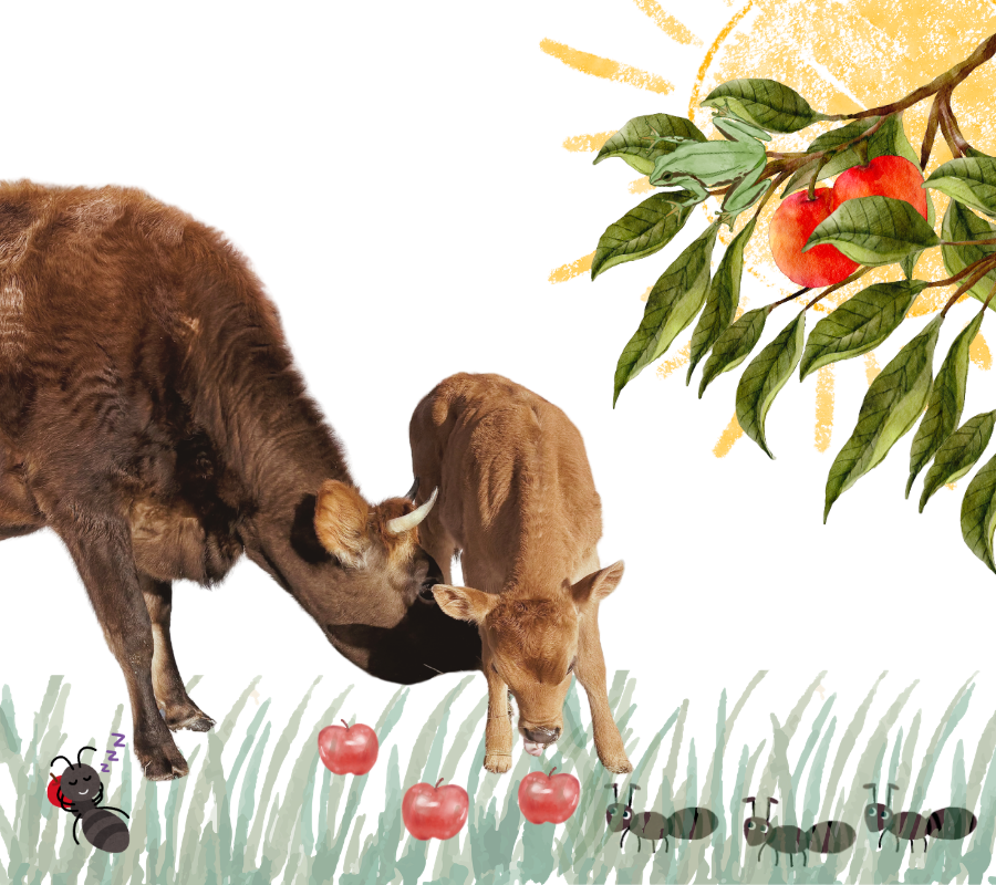 A cow and a calf grazing on grass, near an apple tree with red apples.