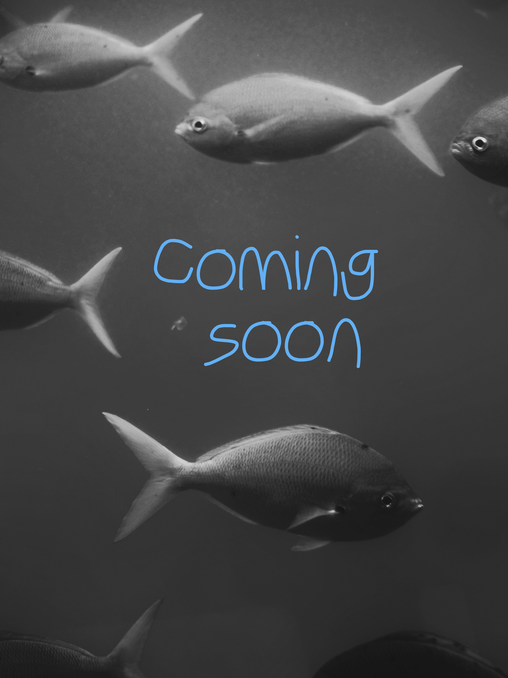 A group of fish swimming in clear water, accompanied by the text "coming soon" in a playful font.